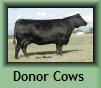 setter_angus019004.jpg