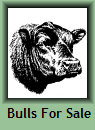 setter_angus019007.jpg