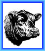 setter_angus037007.jpg