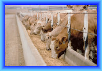 setter_angus037017.jpg