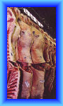 setter_angus037018.jpg